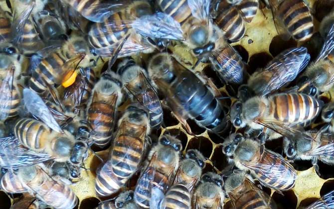 蜜蜂怎么養(yǎng)繁殖才快?搞好這5個“必須”,蜂群繁殖得不要太快! 蜜蜂怎么養(yǎng)