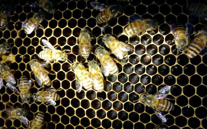 蜜蜂怎么養(yǎng)繁殖才快?搞好這5個“必須”,蜂群繁殖得不要太快! 蜜蜂怎么養(yǎng)