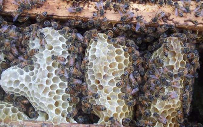 蜜蜂怎么養(yǎng)繁殖才快?搞好這5個“必須”,蜂群繁殖得不要太快! 蜜蜂怎么養(yǎng)