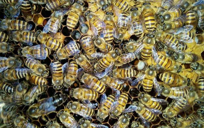 飼料是蜂群越冬的關(guān)鍵,像這樣飼喂,確保蜂群有充足的飼料越冬! 蜜蜂越冬