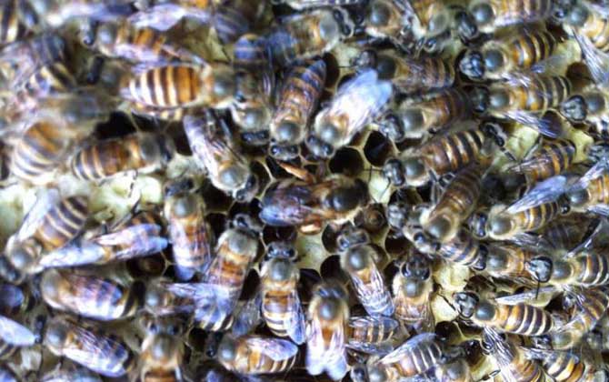 飼料是蜂群越冬的關(guān)鍵,像這樣飼喂,確保蜂群有充足的飼料越冬! 蜜蜂越冬