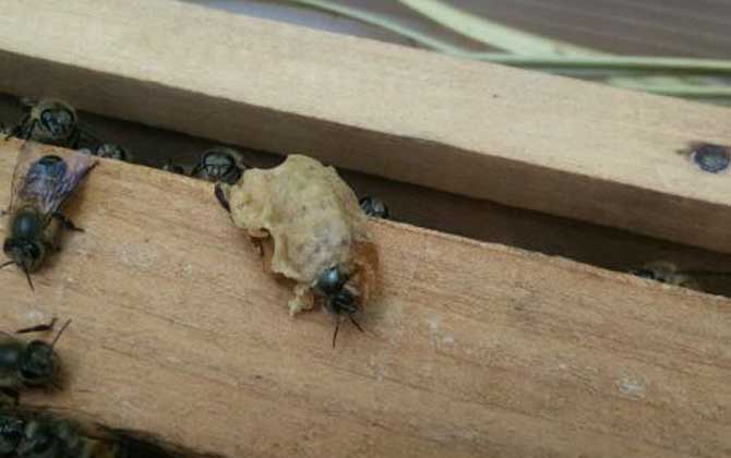 養蜜蜂怎么育王?像這樣人工育王,輕松培育出大量的優質蜂王! 育王