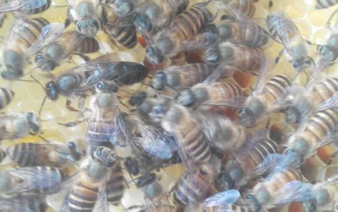 蜜蜂飛逃有什么征兆?有這些表現,蜂群可能已經準備“逃跑”了! 蜜蜂飛逃