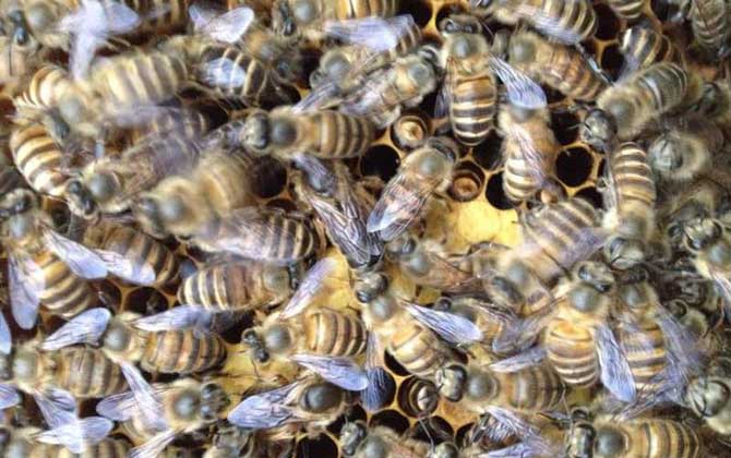 蜜蜂飛逃有什么征兆?有這些表現,蜂群可能已經準備“逃跑”了! 蜜蜂飛逃