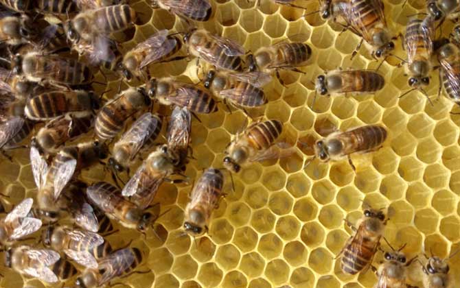 蜂王出房后多久分蜂?未必等新王出房,多數是蜂王未出房就分蜂! 分蜂