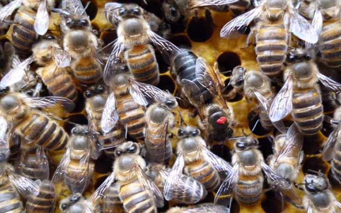 蜂王不產卵是什么原因?真相無非這幾個,搞清楚才能“對癥下藥”! 蜂王