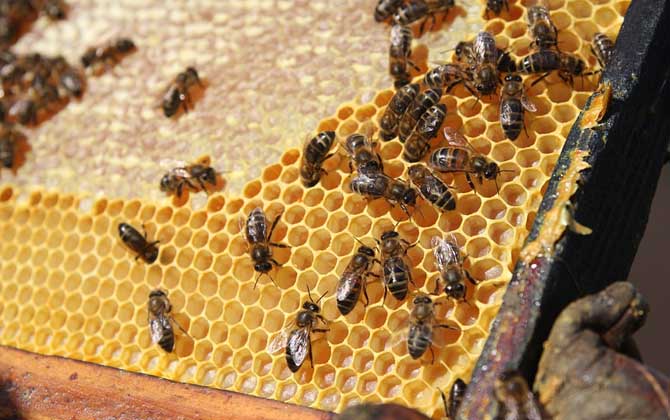 養蜂人過的是什么生活?正是這些擔心,讓養蜂人根本愜意不起來! 養蜂