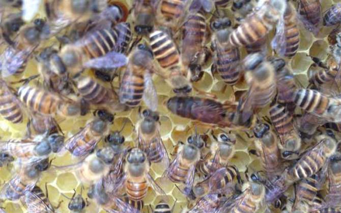 蜜蜂失王有什么表現(xiàn)?蜂群有這些現(xiàn)象,很有可能是蜂群失王了! 蜂王