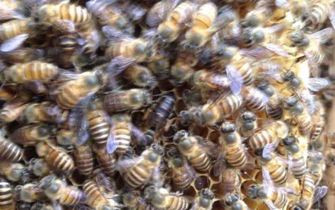 蜜蜂失王有什么表現(xiàn)?蜂群有這些現(xiàn)象,很有可能是蜂群失王了! 蜂王