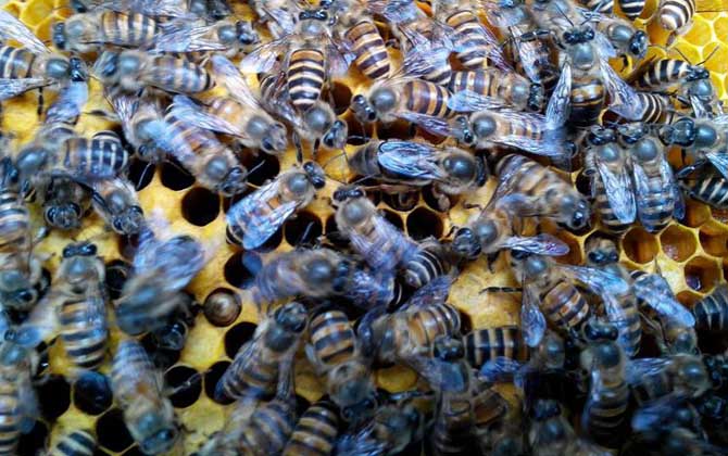 蜜蜂失王有什么表現(xiàn)?蜂群有這些現(xiàn)象,很有可能是蜂群失王了! 蜂王