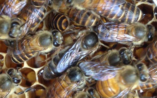 蜜蜂失王有什么表現(xiàn)?蜂群有這些現(xiàn)象,很有可能是蜂群失王了! 蜂王