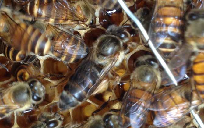 蜜蜂失王有什么表現(xiàn)?蜂群有這些現(xiàn)象,很有可能是蜂群失王了! 蜂王