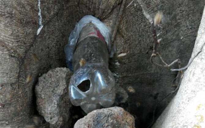 挖誘蜂洞有什么竅門?像這樣挖個誘蜂洞,一年就能誘到好幾群蜂! 誘蜂洞