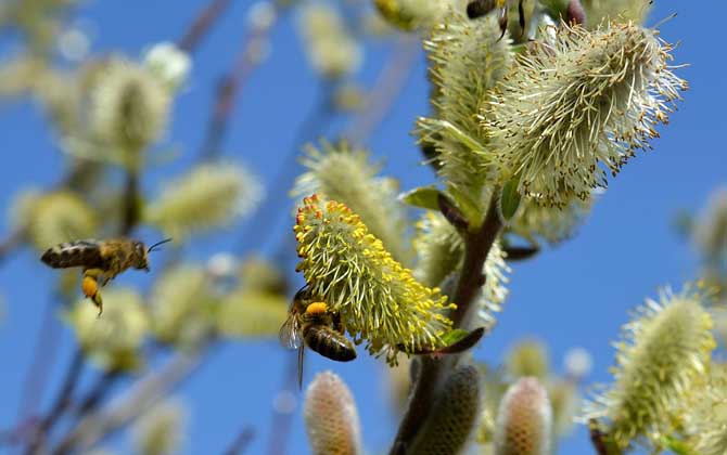 蜜蜂為什么要釀蜂蜜?并不是“無私奉獻”,僅僅是為了蜜蜂自己! 蜜蜂