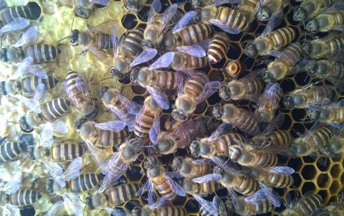 雄蜂的壽命并不短,但多數(shù)雄蜂都短命,這5種死法,一種比一種慘! 雄蜂