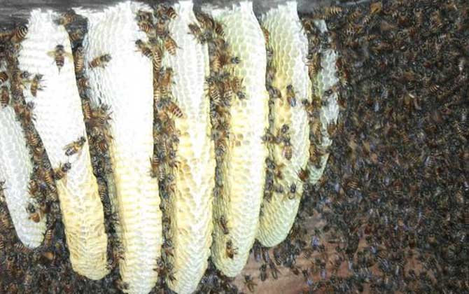蜜蜂是“釀造師”,還是“建造師”,筑巢技術堪稱“鬼斧神工”! 蜂巢