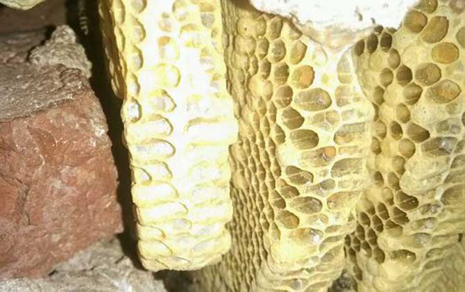 蜜蜂是“釀造師”,還是“建造師”,筑巢技術堪稱“鬼斧神工”! 蜂巢