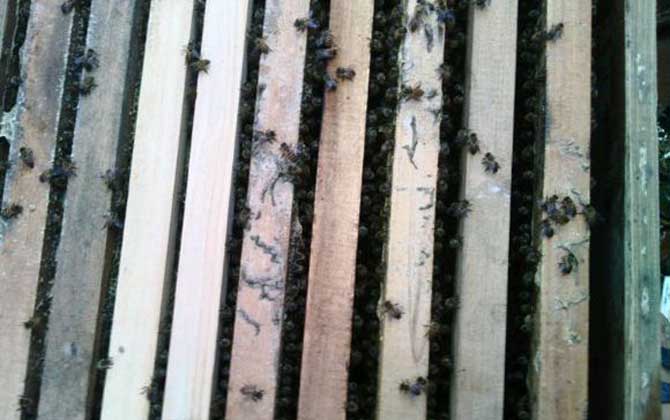 蜜蜂打架不難處理,關鍵是要找出原因,“對癥下藥”不要太簡單! 蜜蜂