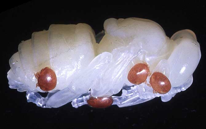 蜂產(chǎn)品有哪些種類?不僅僅只有蜂蜜,有些蜂產(chǎn)品比蜂蜜還要值錢! 蜂蛹