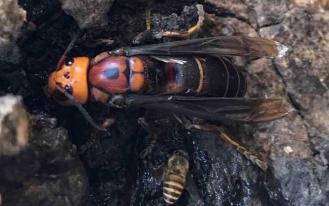 鬼頭蜂vs虎頭蜂誰厲害?很多時候是同一種蜂,只是稱謂不同而已! 鬼頭蜂