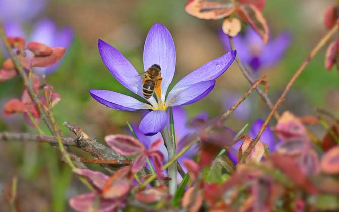 蜂蜜是怎么來的?絕非蜜蜂拉的屎,事實上蜜蜂釀蜜過程極為復雜! 偵查