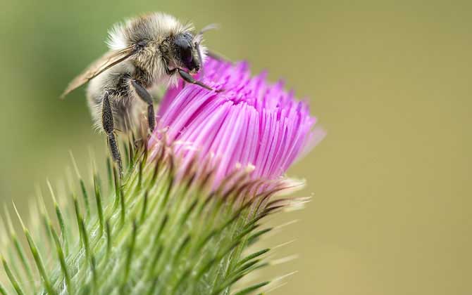 關(guān)于蜜蜂的知識(shí)有哪些?了解這些蜜蜂知識(shí),養(yǎng)蜂時(shí)才能事半功倍! 蜜蜂