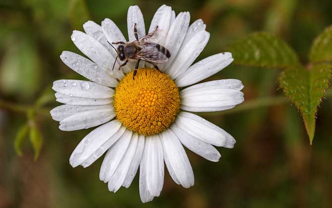 關(guān)于蜜蜂的知識(shí)有哪些?了解這些蜜蜂知識(shí),養(yǎng)蜂時(shí)才能事半功倍! 蜜蜂
