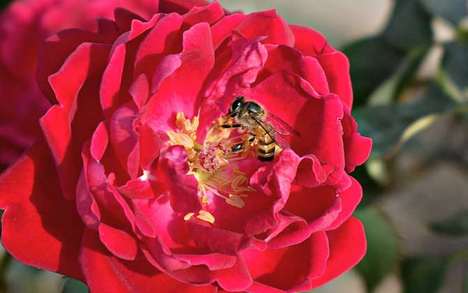 被蜜蜂蟄多久過危險期?蜜蜂毒性不強,但24小時內沒異常才安全! 蜜蜂