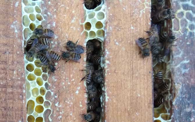 養(yǎng)40箱蜂一年賺多少錢?關鍵看技術,養(yǎng)好了年賺數萬元不在話下! 養(yǎng)蜂