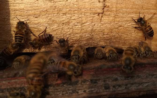 養(yǎng)40箱蜂一年賺多少錢?關鍵看技術,養(yǎng)好了年賺數萬元不在話下! 養(yǎng)蜂