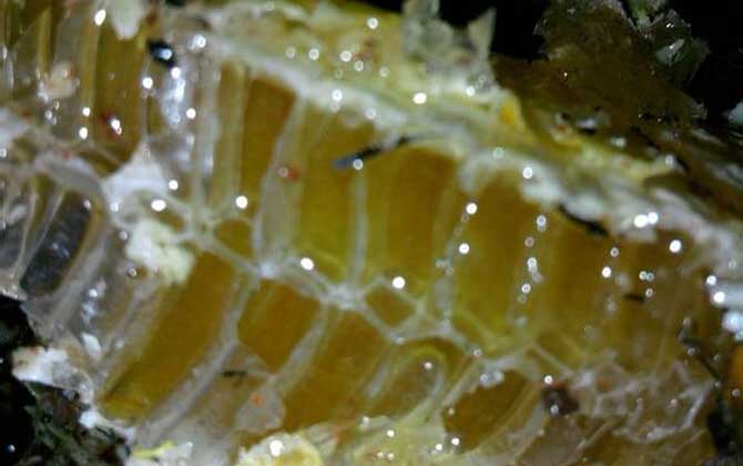 吃土蜂蜜的禁忌有哪些?除了不能過量食用,還不能長期空腹食用! 土蜂蜜