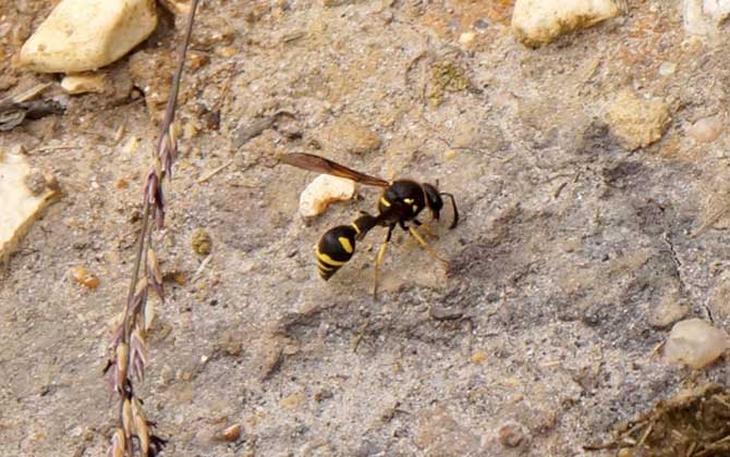 被一只馬蜂蟄了有事嗎?小型馬蜂問題不大,大型馬蜂仍然很危險! 馬蜂