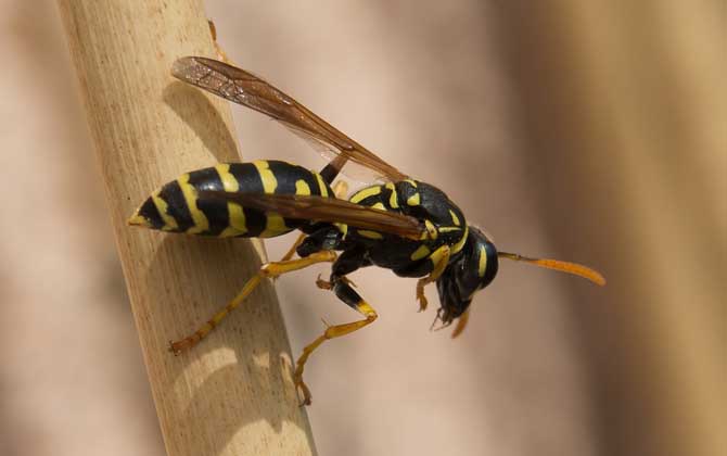 被一只馬蜂蟄了有事嗎?小型馬蜂問題不大,大型馬蜂仍然很危險! 馬蜂