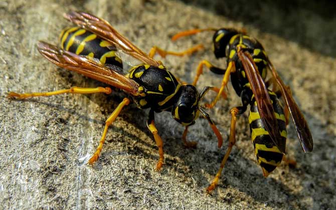 被一只馬蜂蟄了有事嗎?小型馬蜂問題不大,大型馬蜂仍然很危險! 馬蜂