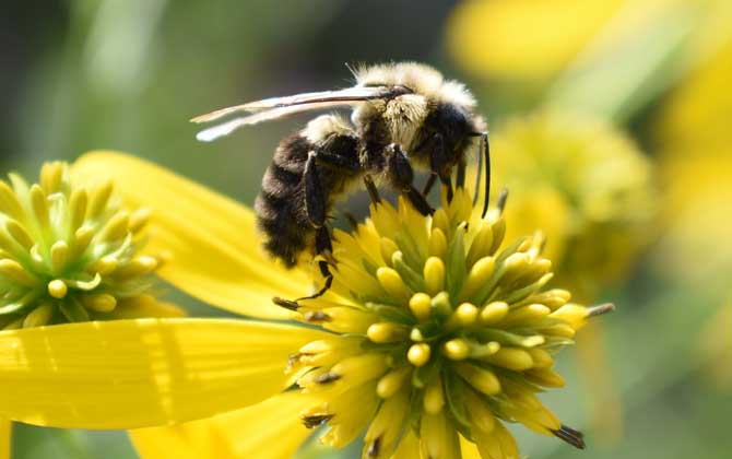 被蜜蜂蟄了找不到刺怎么辦?不必?fù)?dān)心,蜜蜂毒刺可能自行脫落了! 蜜蜂