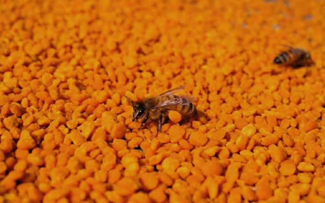 茶花粉的功效與作用有哪些?經常吃些茶花粉,這6個好處跑不了! 茶花粉