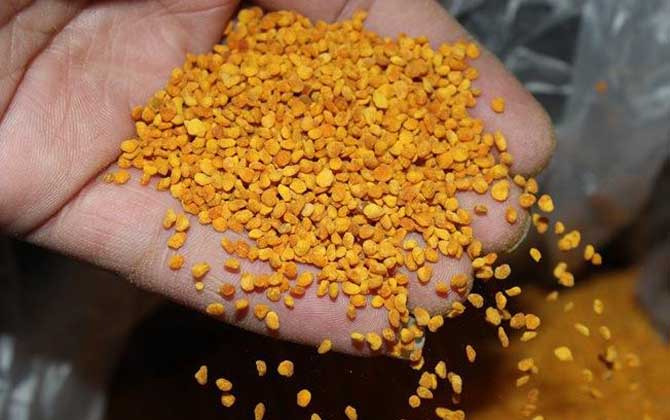 茶花粉的功效與作用有哪些?經常吃些茶花粉,這6個好處跑不了! 茶花粉