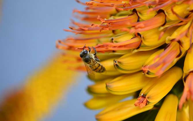 被蜜蜂蟄了抹牙膏有用嗎?不但能中和毒液,還有消腫止痛的效果! 蜜蜂