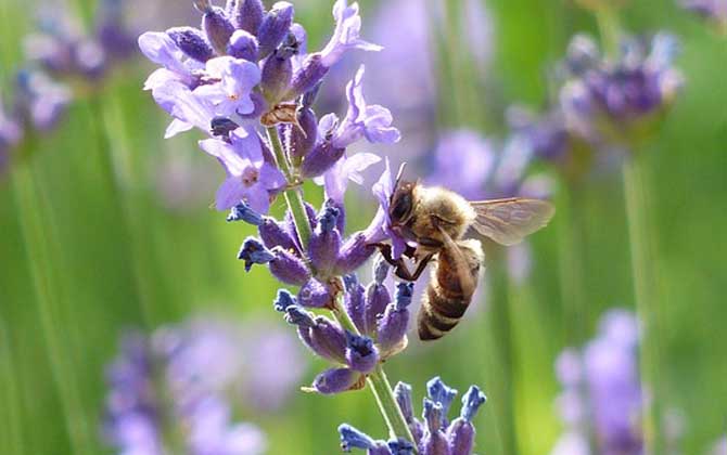 被蜜蜂蟄了抹牙膏有用嗎?不但能中和毒液,還有消腫止痛的效果! 蜜蜂