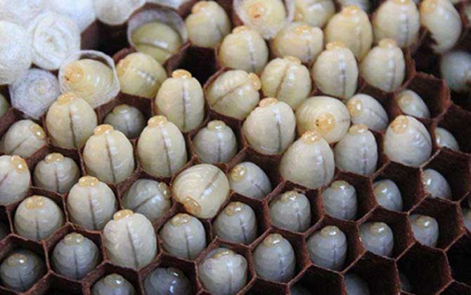 吃蜂蛹的禁忌有哪些?除了不能過(guò)量食用,還要警惕發(fā)生過(guò)敏反應(yīng)! 蜂蛹