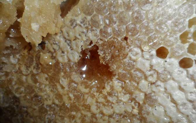 純土蜂蜜一斤多少錢?基本都在100元以上,低于60元想都不用想! 土蜂蜜