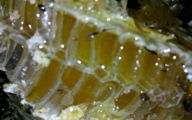 純土蜂蜜一斤多少錢?基本都在100元以上,低于60元想都不用想! 土蜂蜜