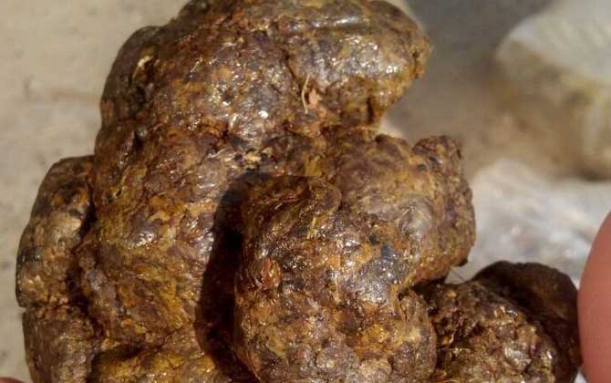 蜂膠是什么東西?蜜蜂采集樹膠加工成的,素有“液體黃金”之稱! 蜂膠