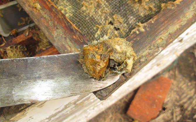 蜂膠哪4類人不能吃?除了要提防過(guò)敏,孕婦和幼兒也不能吃蜂膠! 蜂膠