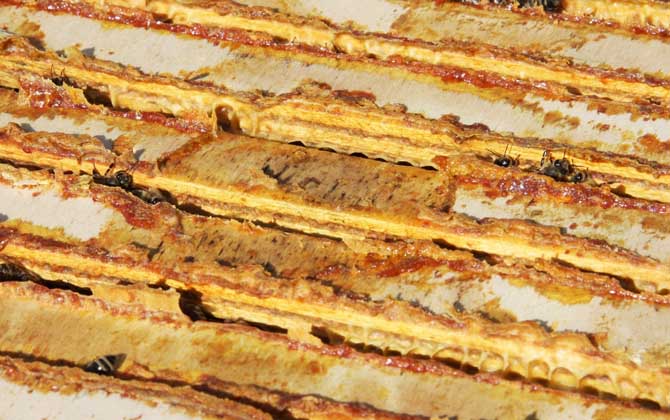 蜂膠哪4類人不能吃?除了要提防過(guò)敏,孕婦和幼兒也不能吃蜂膠! 蜂膠