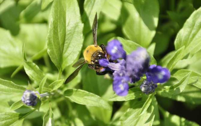 蜂的種類有哪些?除了蜜蜂和馬蜂外,還有熊蜂、姬蜂、木蜂等等! 木蜂