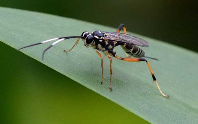 蜂的種類有哪些?除了蜜蜂和馬蜂外,還有熊蜂、姬蜂、木蜂等等! 寄生蜂