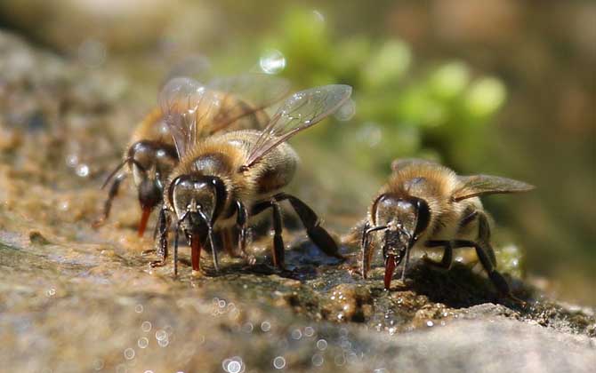 蜜蜂是益蟲還是害蟲?為什么?事實上很多植物授粉都離不開蜜蜂! 蜜蜂