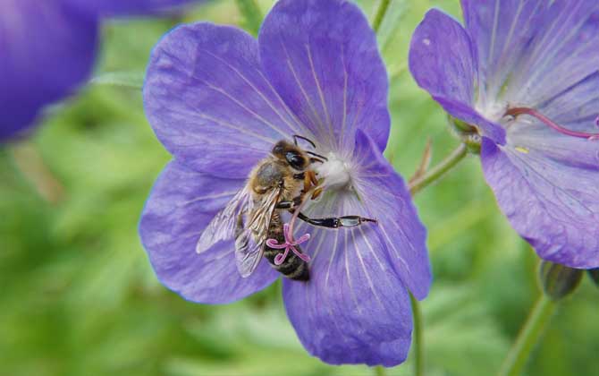 蜜蜂是益蟲還是害蟲?為什么?事實上很多植物授粉都離不開蜜蜂! 蜜蜂