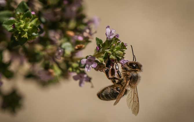 蜜蜂是益蟲還是害蟲?為什么?事實上很多植物授粉都離不開蜜蜂! 蜜蜂
